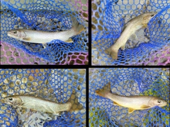 イワナの釣果