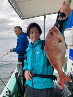 マダイの釣果