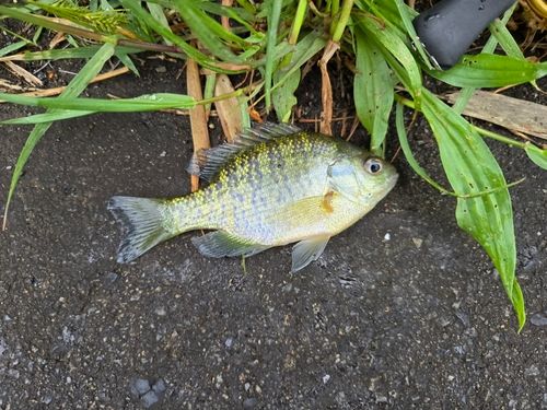 ブルーギルの釣果