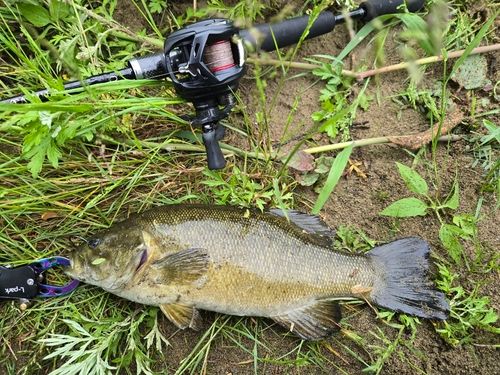 スモールマウスバスの釣果