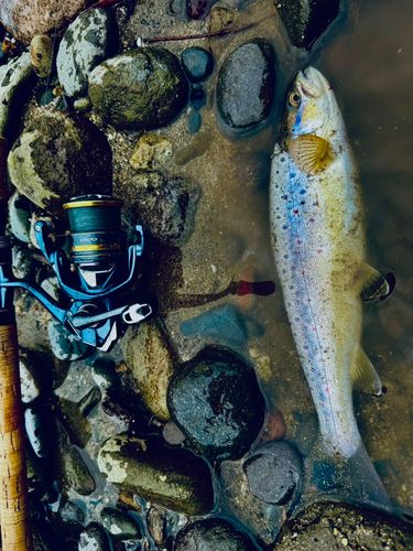 ブラウントラウト