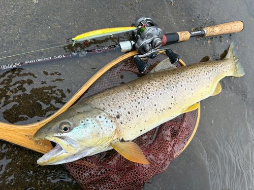 ブラウントラウトの釣果