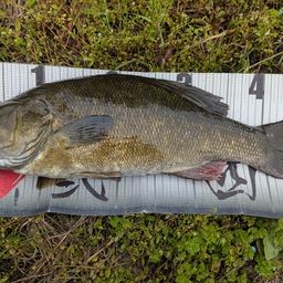 スモールマウスバス