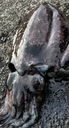 コウイカの釣果