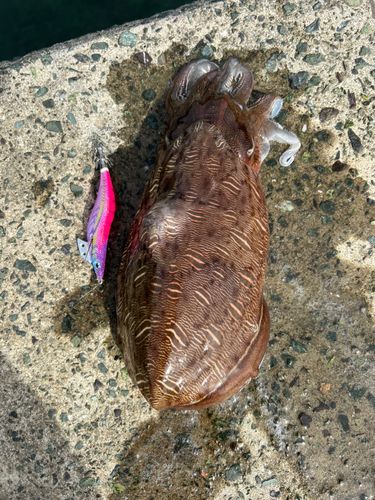 コウイカの釣果