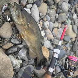 スモールマウスバス