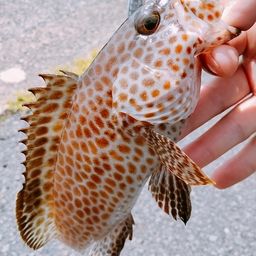 オオモンハタ