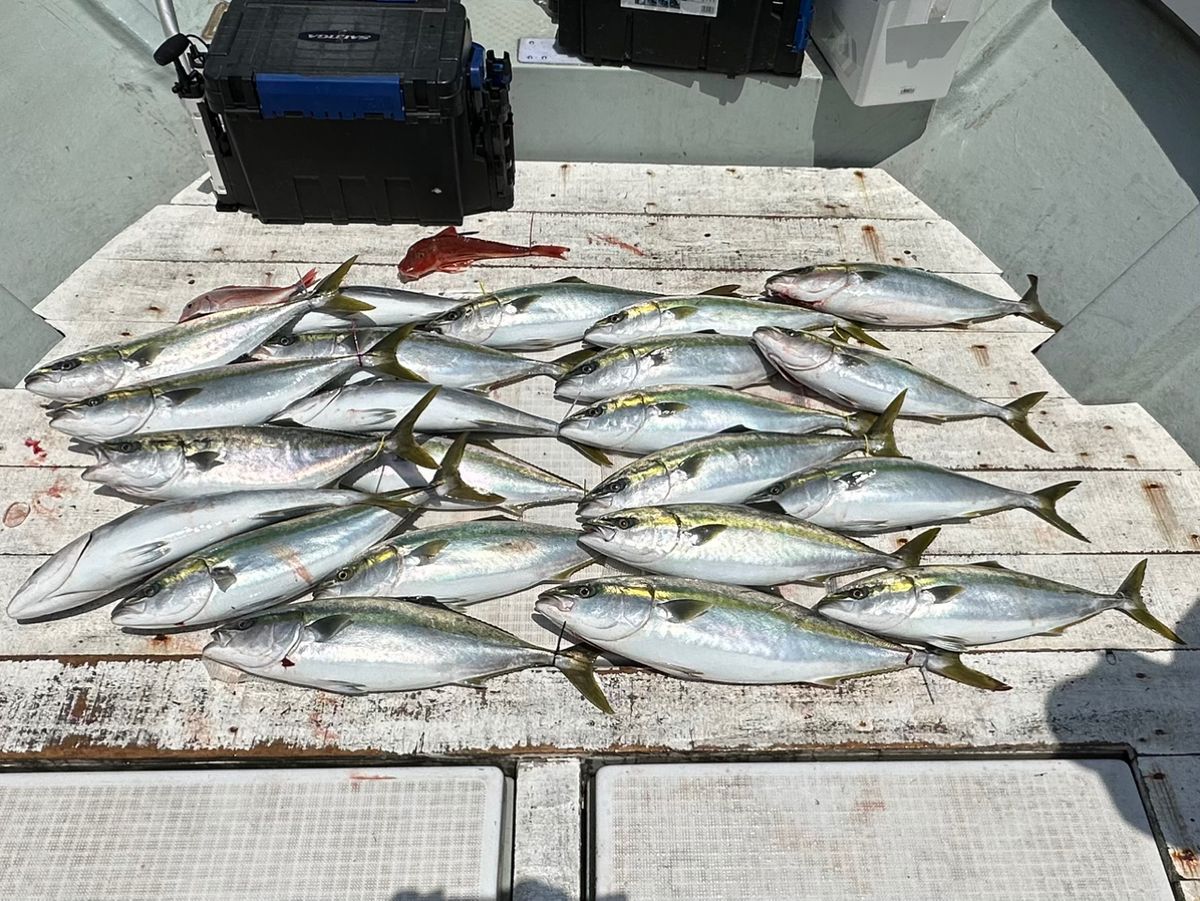 Guest35722682さんの釣果 3枚目の画像