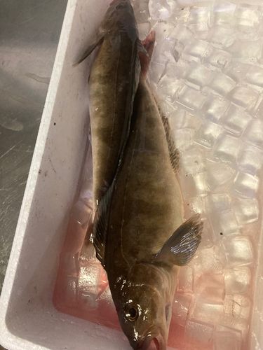 ホッケの釣果