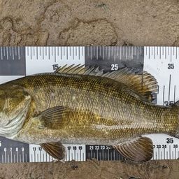 スモールマウスバス