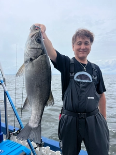 ヒラスズキの釣果