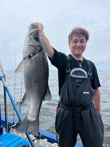 ヒラスズキの釣果
