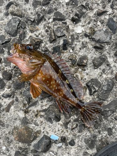 カサゴの釣果