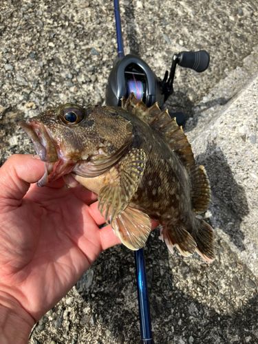ガシラの釣果