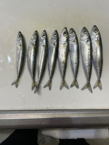 サバの釣果