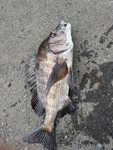 クロダイの釣果
