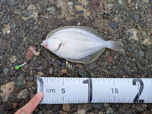 イシガレイの釣果