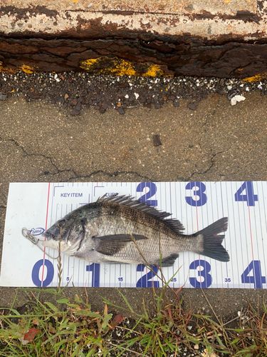 チヌの釣果