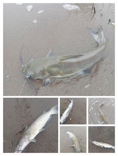 アメリカナマズの釣果