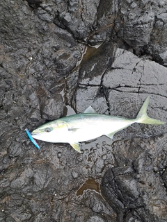 イナダの釣果