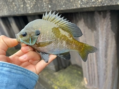 ブルーギルの釣果