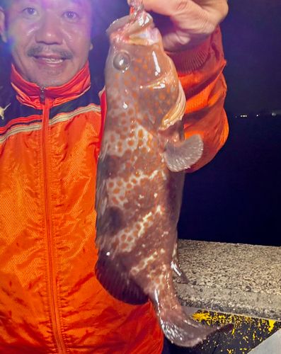 キジハタの釣果