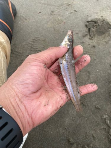 キスの釣果