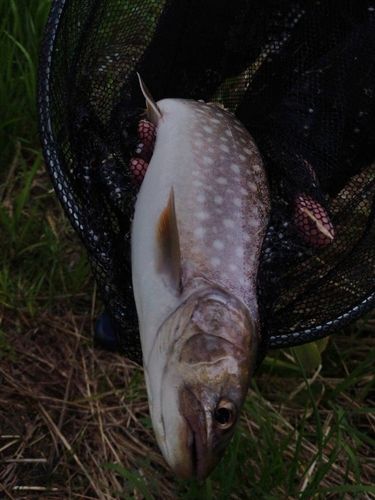 アメマスの釣果