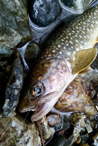 イワナの釣果