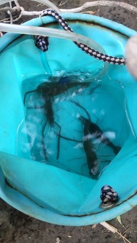 テナガエビの釣果