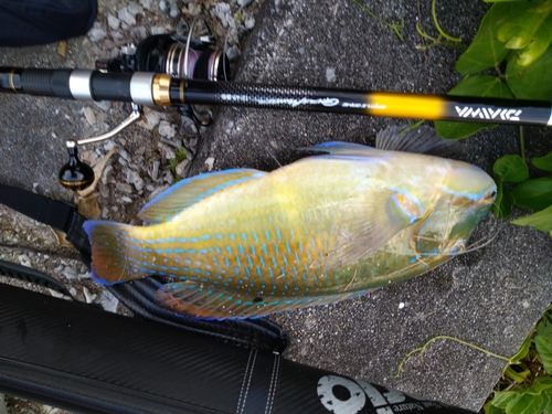 シロクラベラの釣果