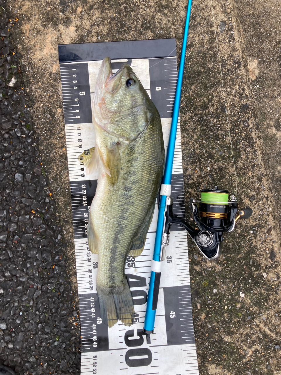 ラージマウスバス