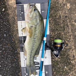 ラージマウスバス