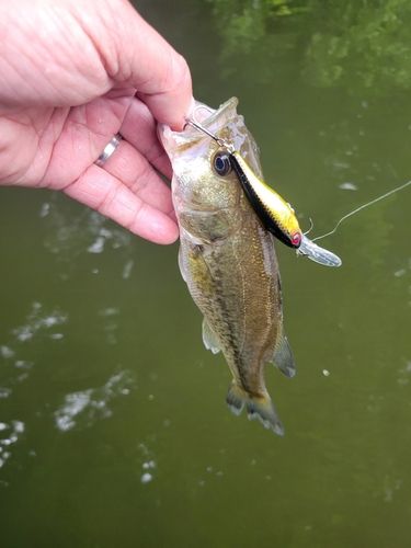 ラージマウスバスの釣果
