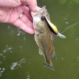 ラージマウスバス