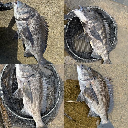 クロダイの釣果