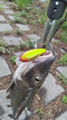 ニゴイの釣果