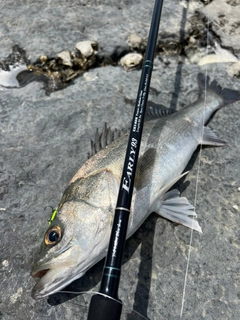 セイゴ（タイリクスズキ）の釣果
