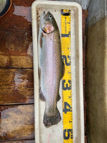 ニジマスの釣果