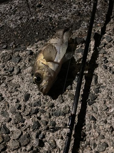 シロメバルの釣果