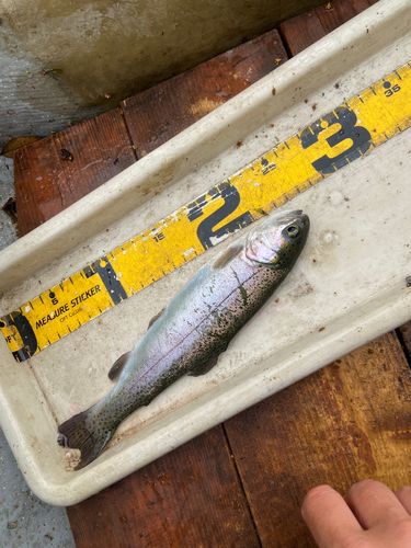 ニジマスの釣果