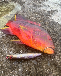 バラハタの釣果