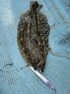 ヒラメの釣果