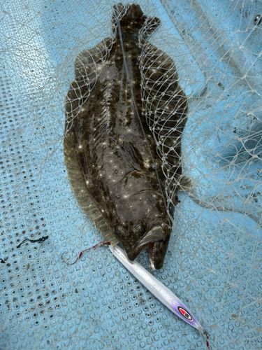 ヒラメの釣果