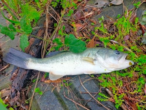 ブラックバスの釣果