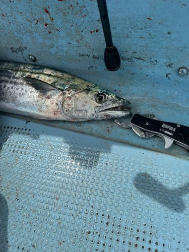サワラの釣果