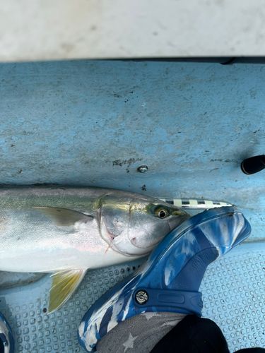ハマチの釣果