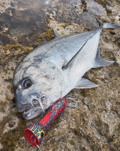 ロウニンアジの釣果