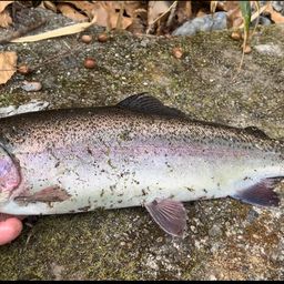 トラウトサーモン