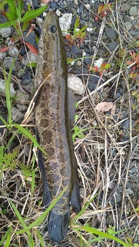 カムルチーの釣果